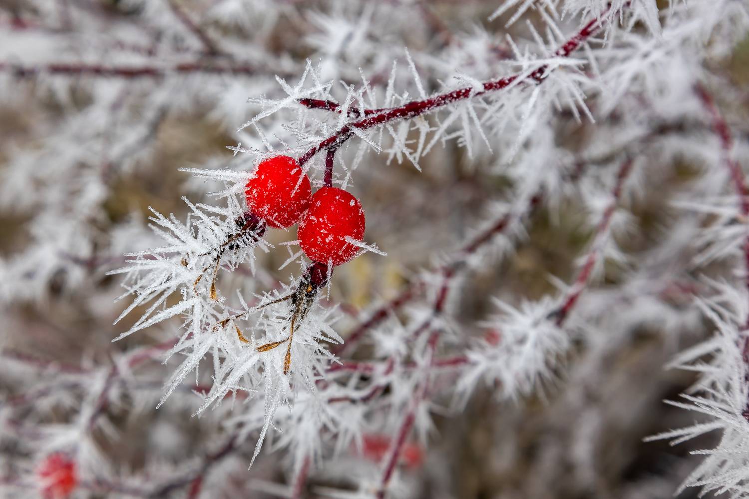 , Илья Тильман