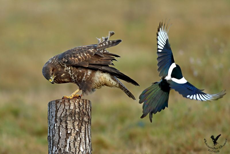 канюк Ну и у кого хвост краше? фото превью