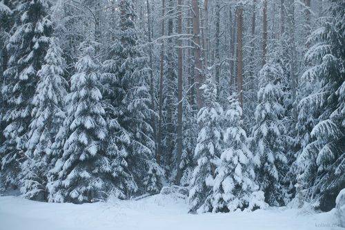 Зимняя Рощинка