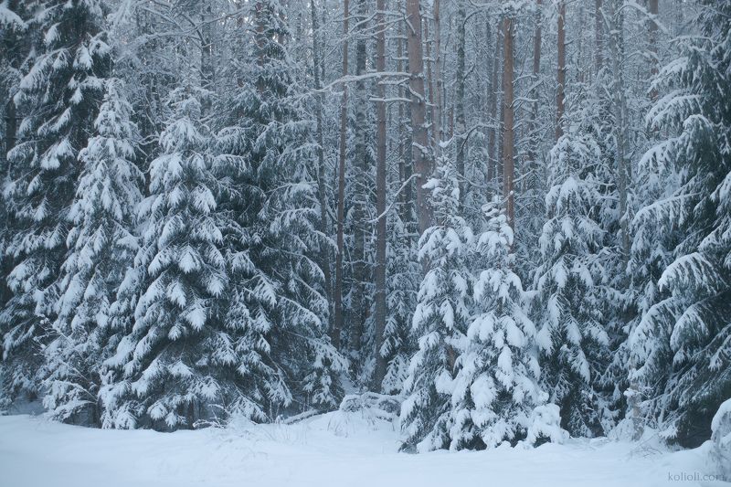 рощинка, линдуловская роща, зима, карельский перешеек, ленинградская область Зимняя Рощинка фото превью