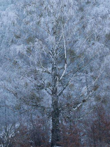 Frozen Birch Tree