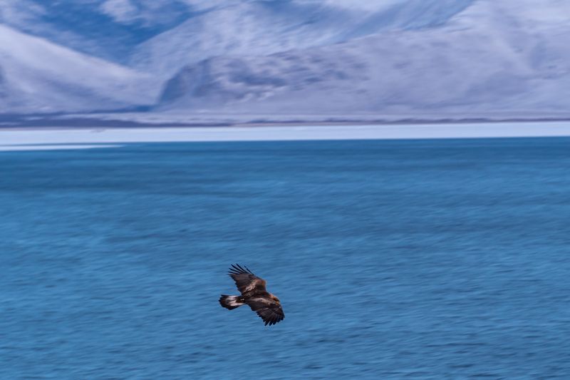 орел, байкал, малое море Орел парит над Малым Морем фото превью