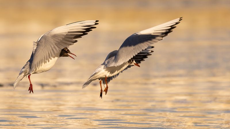 Gulls фото превью