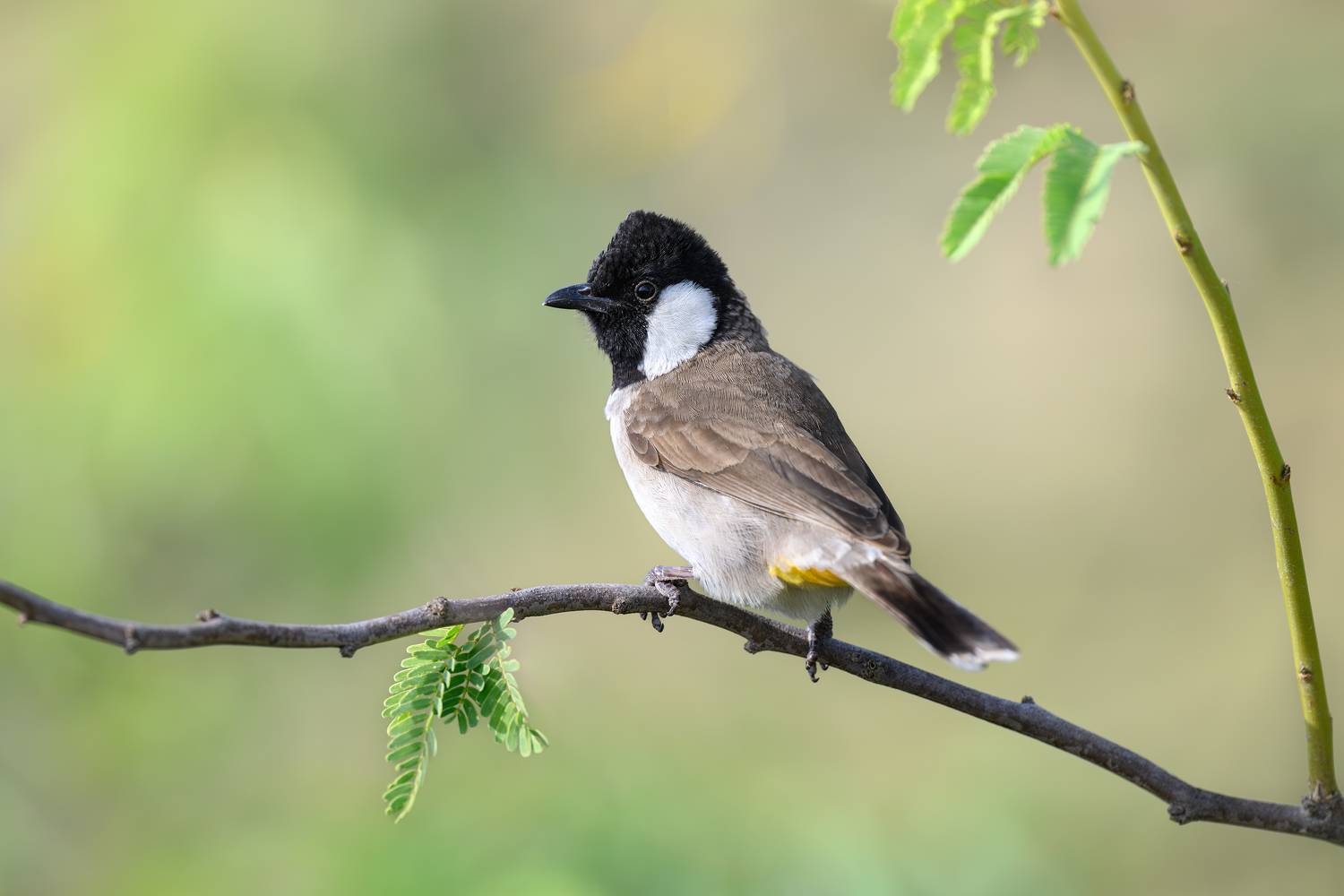 птица, фотоохота, бюльбюль, природа, фауна, Vladimir Kulikov