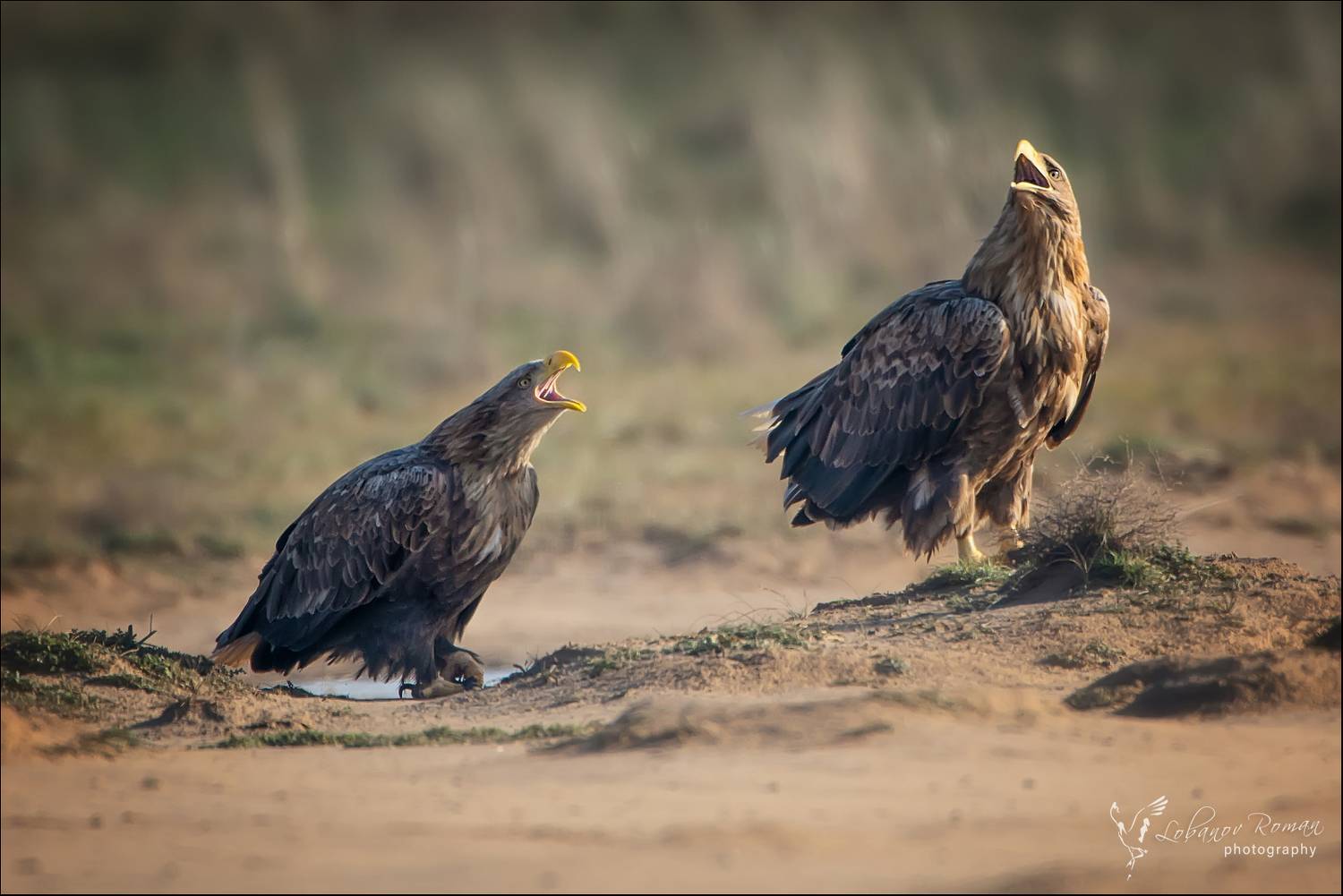 , Лобанов Роман