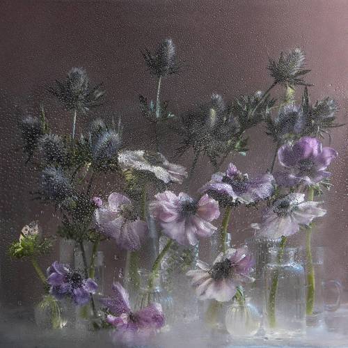 Анемоны и эрингиум.