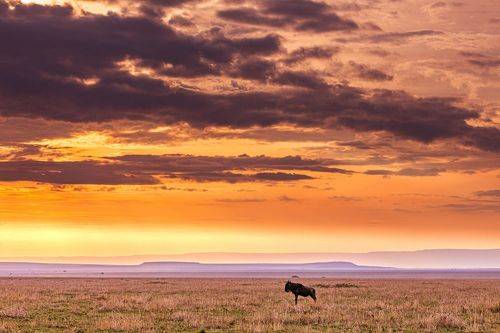 Lone Wildebeest 