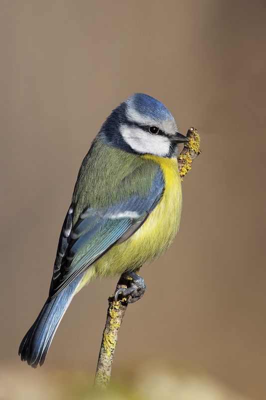 Cinciarella фото превью