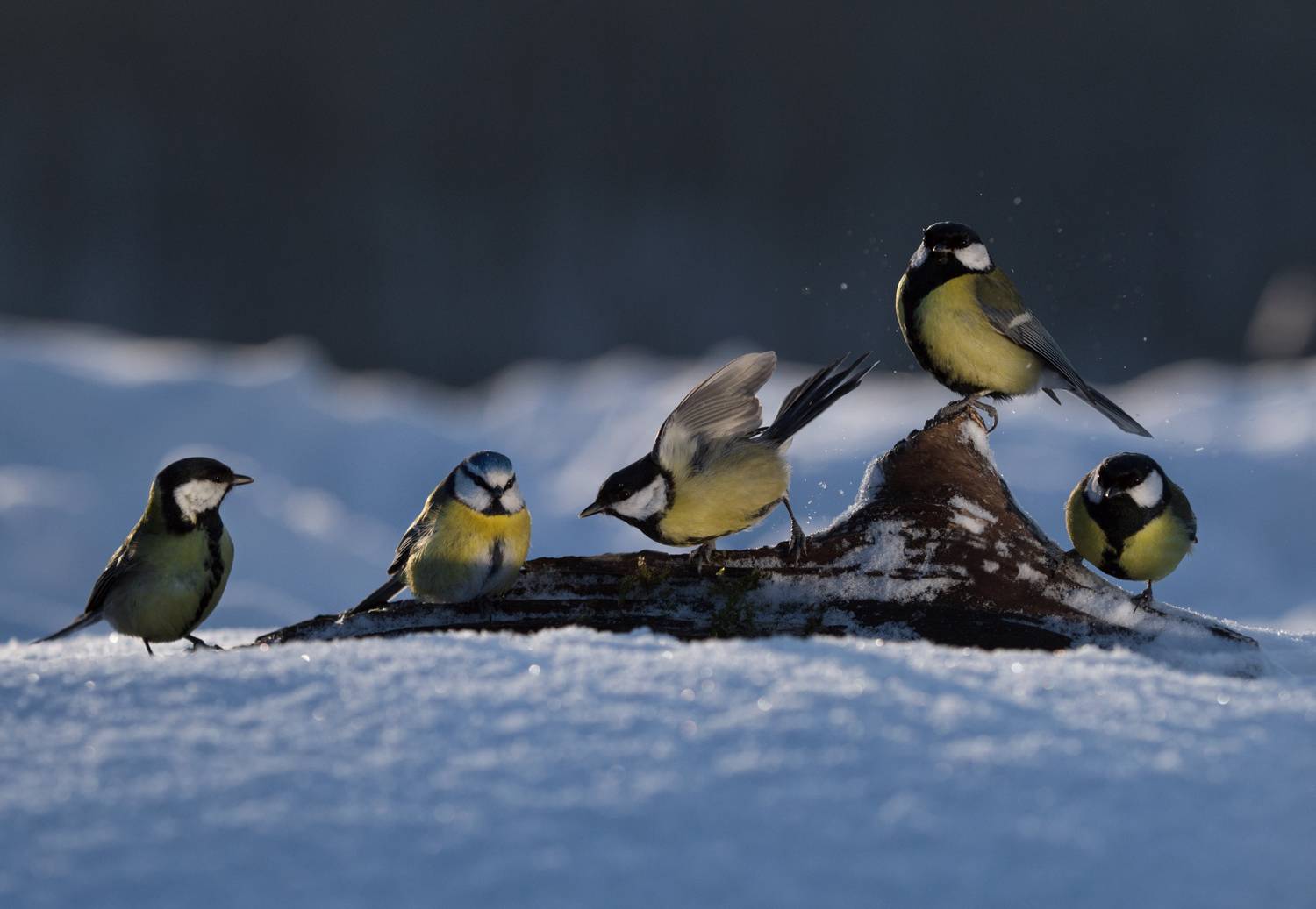 лес, свет, утро, природа, синица, птицы, Баранов Олег