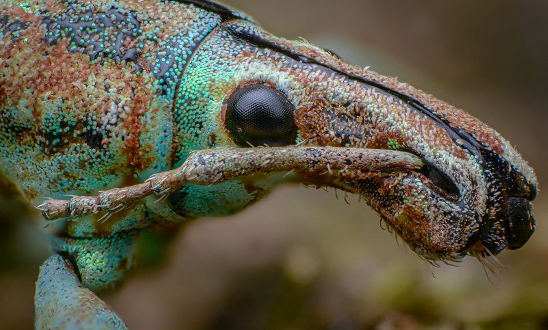 macro, insect, nature, weevil Weevil фото превью