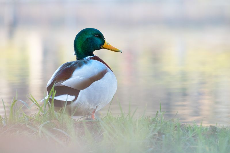 mallard, duck, wild, bird, portrait, nature Mallard (Anas platyrhynchos) - male фото превью