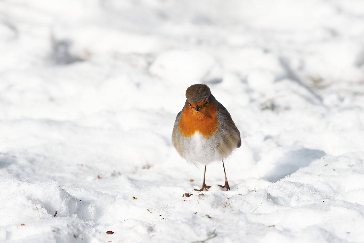 volgograd, russia, wildlife, bird, birds, birdswatching, Erithacus rubecula,, Сторчилов Павел