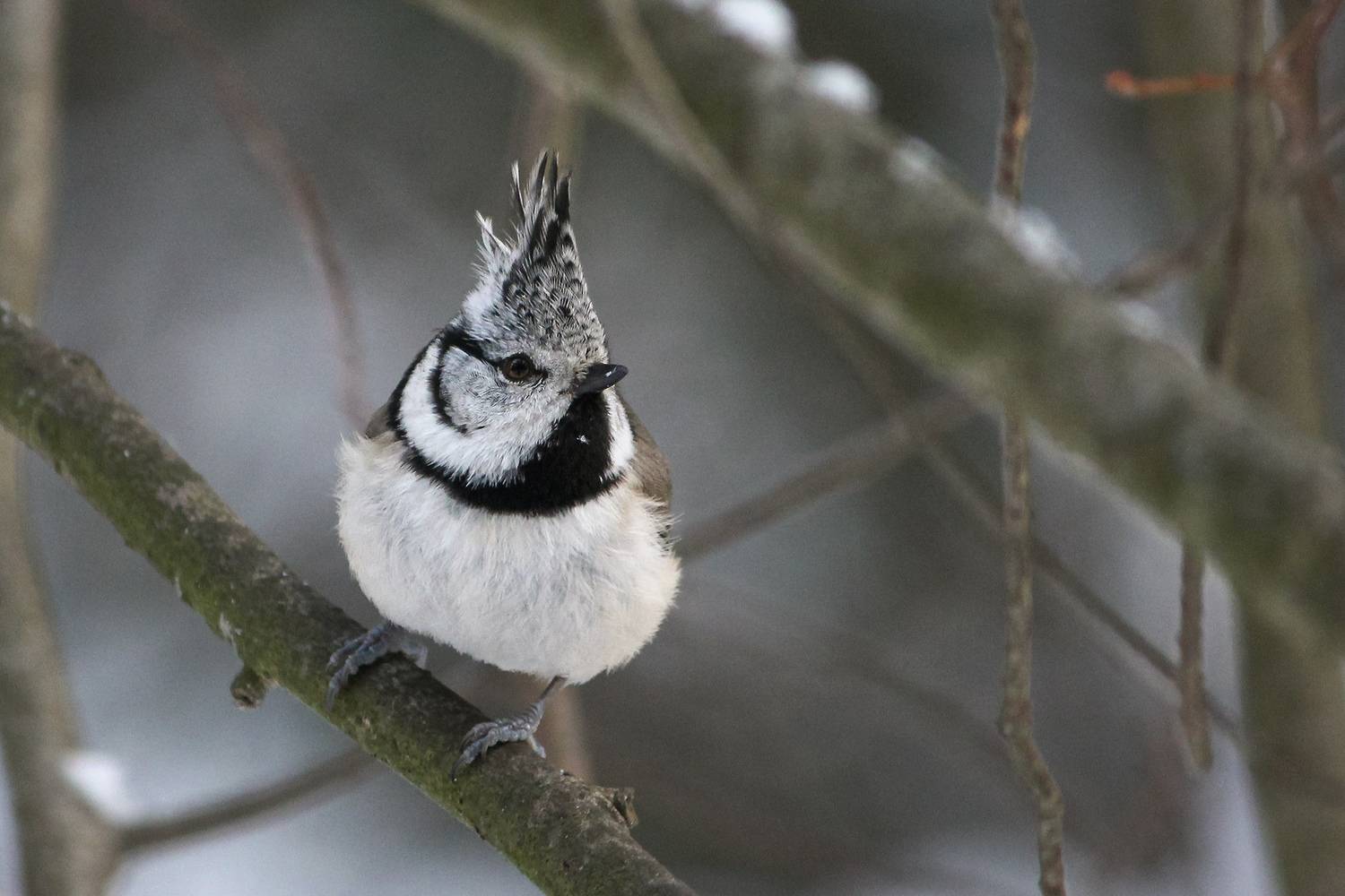 хохлатая синица, гренадёрка, гренадёр (lophophanes cristatus)., КарОл