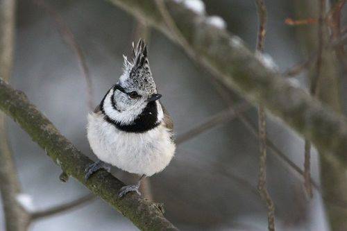 Гренадерка (Lophophanes cristatus)