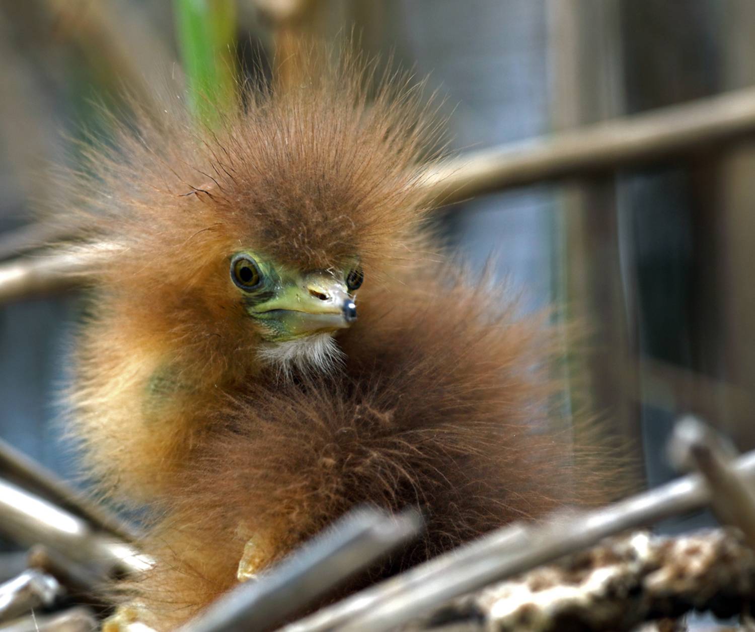 , Дмитрий Елисеев
