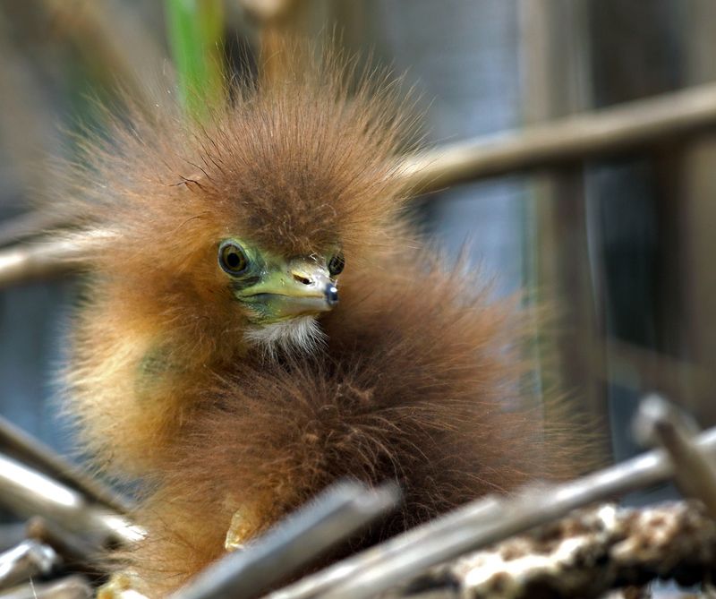 Домовёнок фото превью