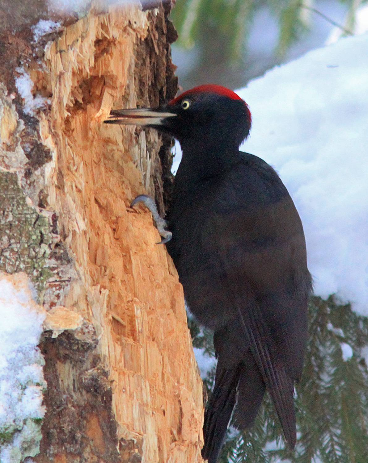 , Михаил Крюков