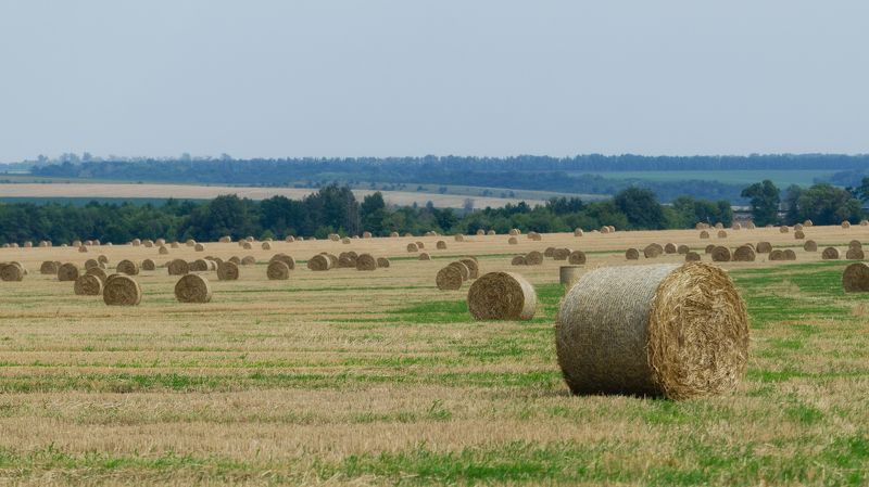 Когда кончался сенокос фото превью