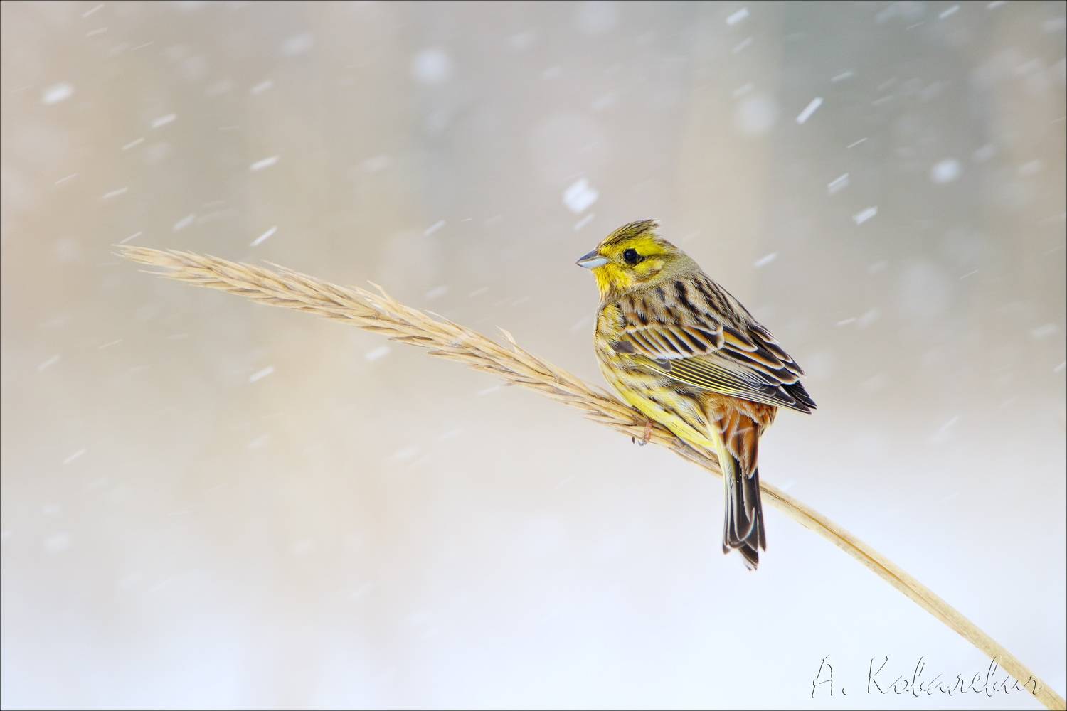 , Ковалевич А.