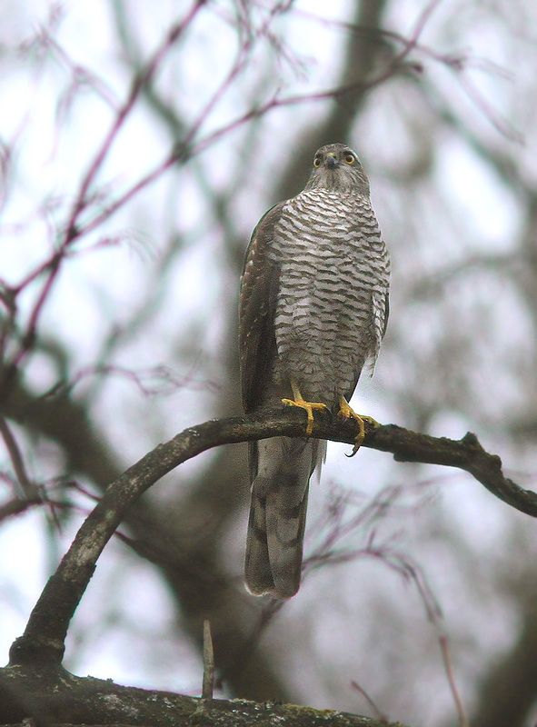 Перепелятник фото превью