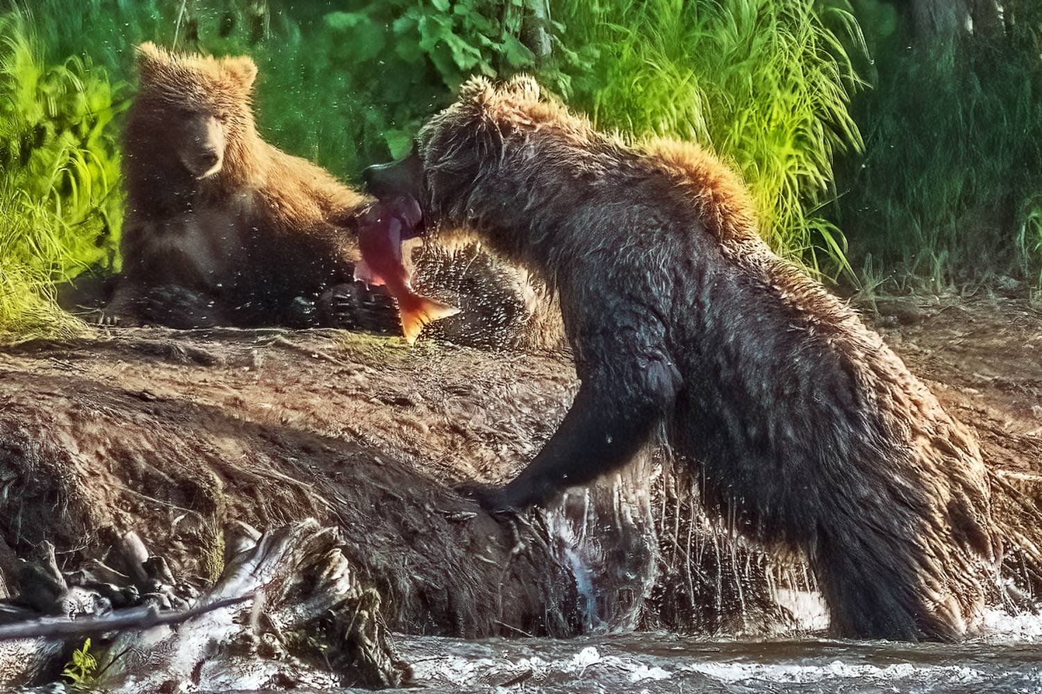 #медведи, #камчатка, Гордонов Юрий