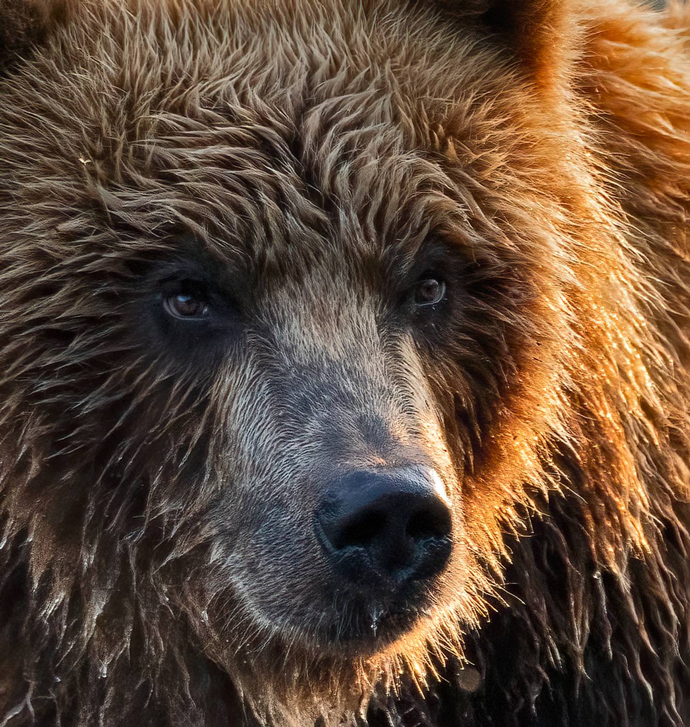 медведи, камчатка, Гордонов Юрий