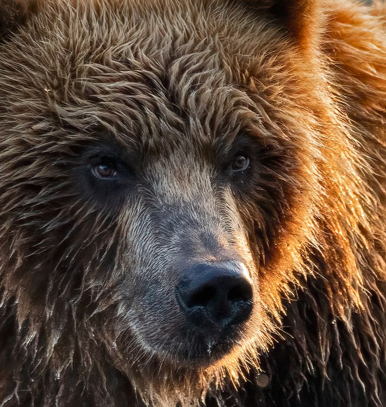 медведи, камчатка Портрет фото превью