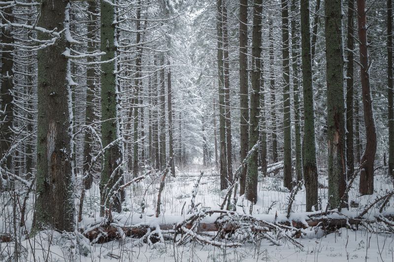 Тайга фото превью