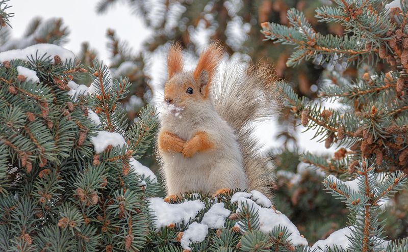 белка, лес, Белки! фото превью
