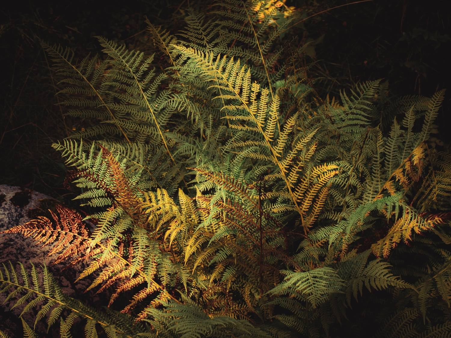 лес, папоротник, интимный пейзаж, Хомастя Настя