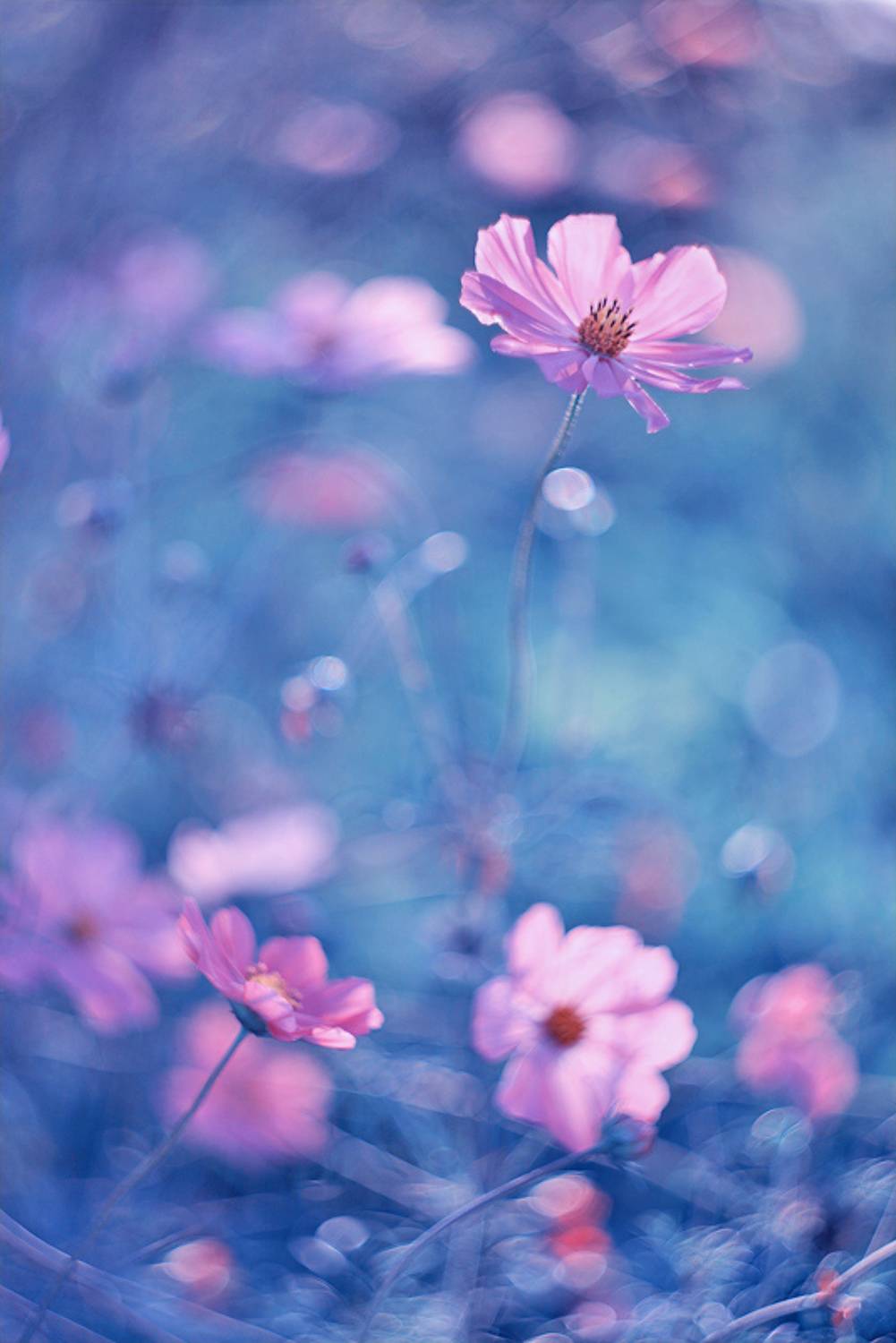 макро, природа, боке, цветы, космея, ромашка, macro, nature, flowers, Sokolova Tatiana