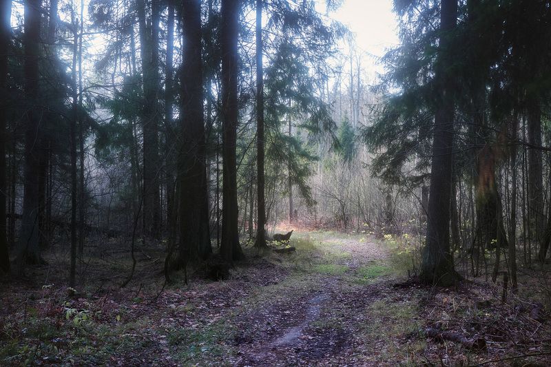лес, деревья, листва, осень В осеннем лесу фото превью