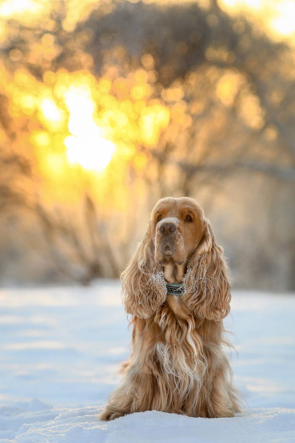 , Андрей Ершов