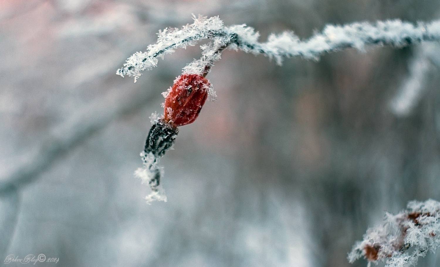 , Орлов Олег