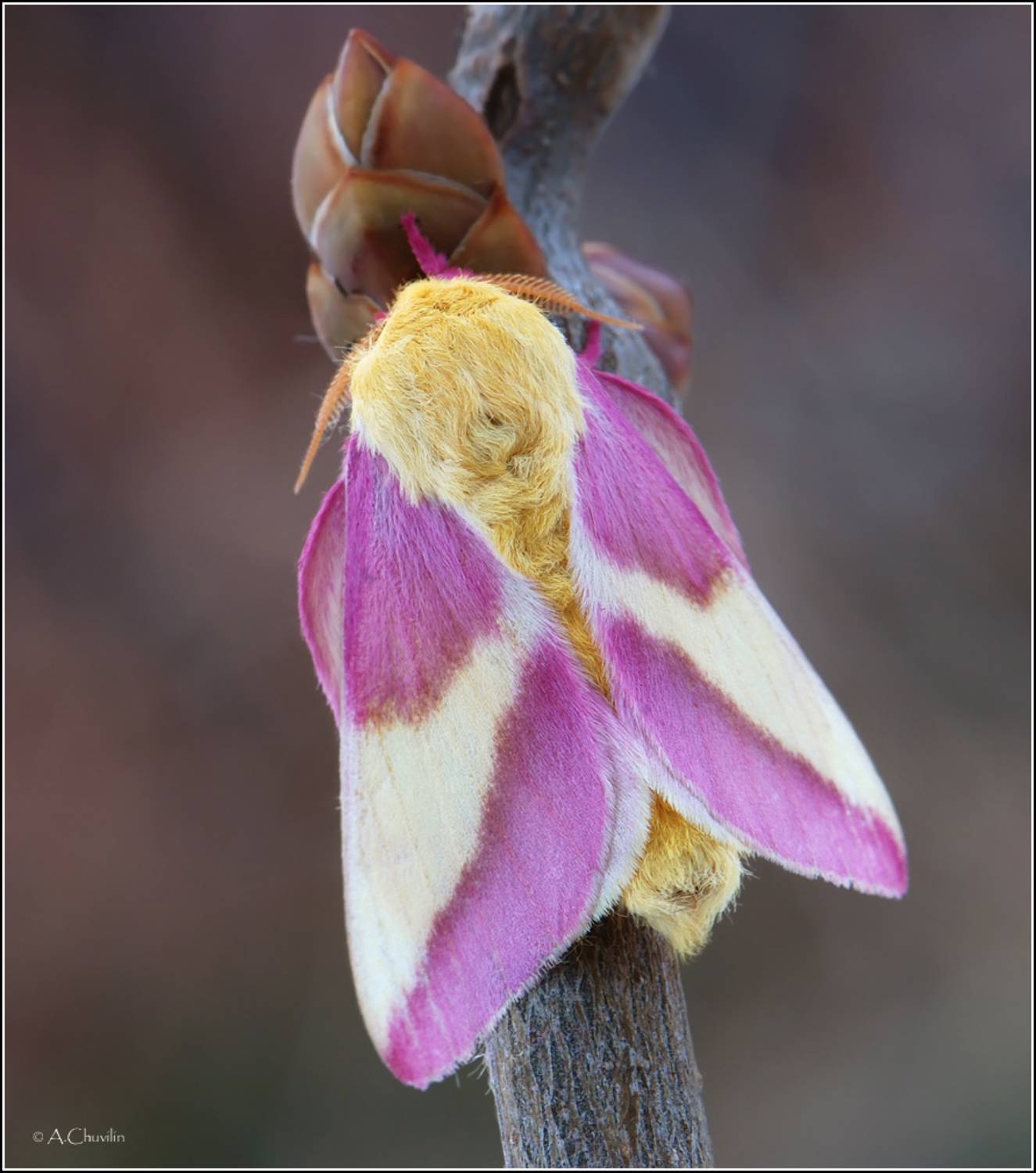 бабочка,павлиноглазка,rubicunda, Александр Чувилин
