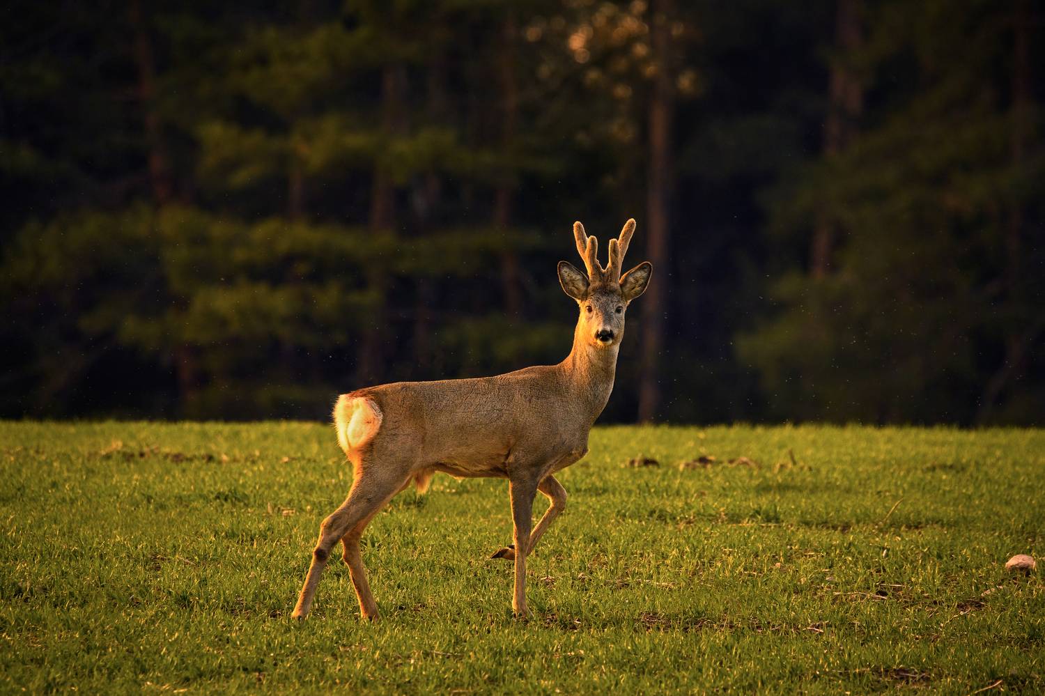, Валерия Трейтяк