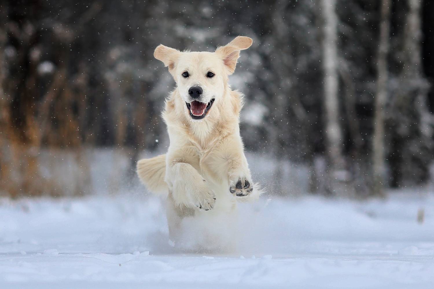 , Андрей Ершов
