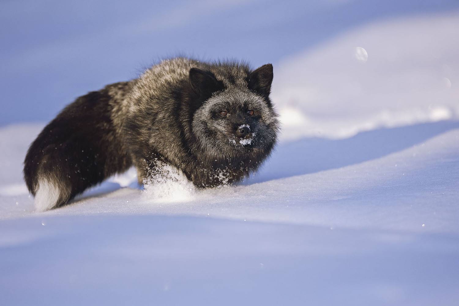 лиса, чернобурая, красотка, зима, природа, fox, beautiful, movement, winter, nature, Стукалова Юлия