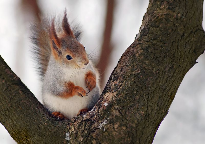 *** фото превью