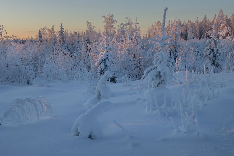 зима снег сугроб иней лес поле ёлка Засыпающий день фото превью