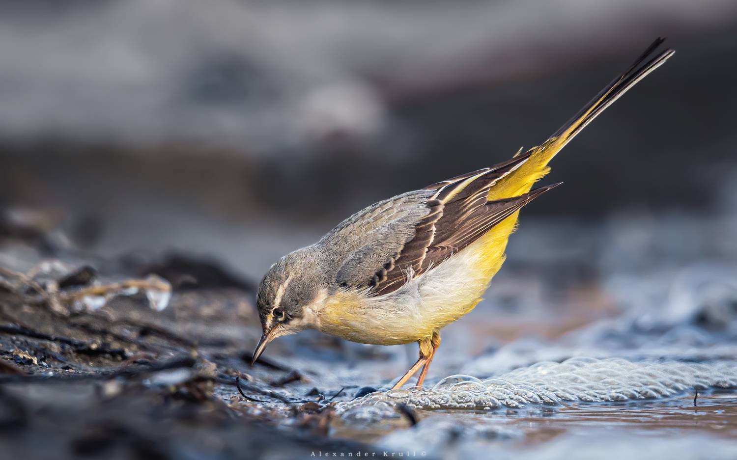 горная трясогузка, трясогузка, motacilla cinerea tunstall, Круль Александр