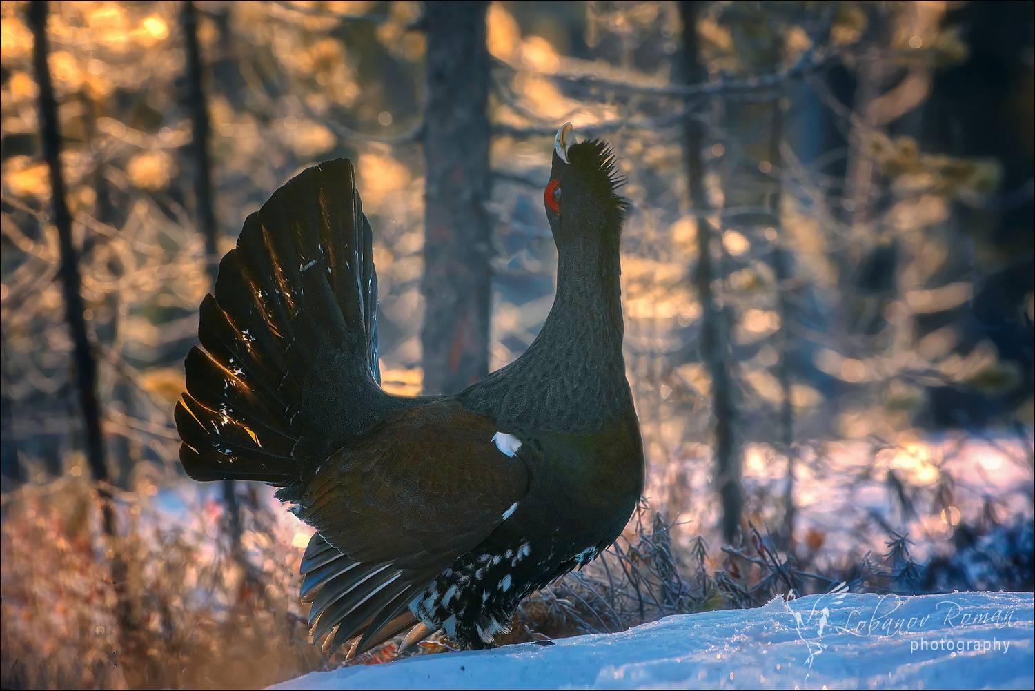 , Лобанов Роман