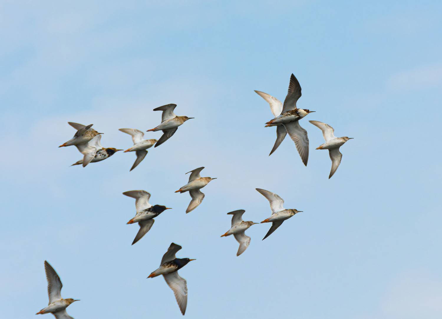 , Савенко Кирилл