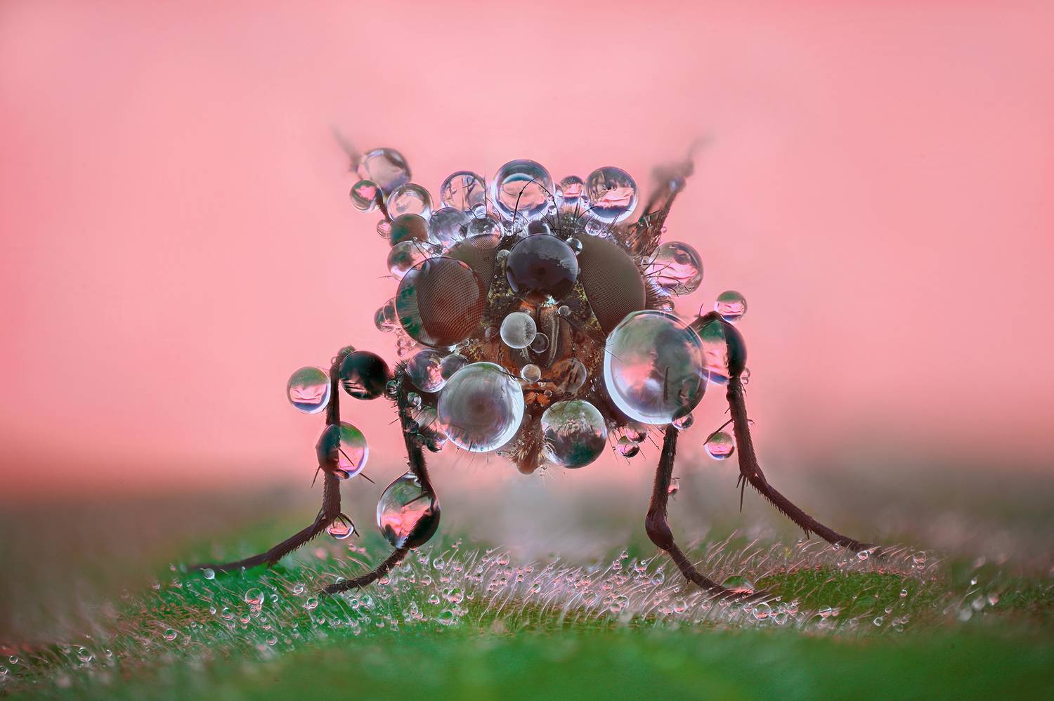 ceclii, macro, Ganev Tsvetan