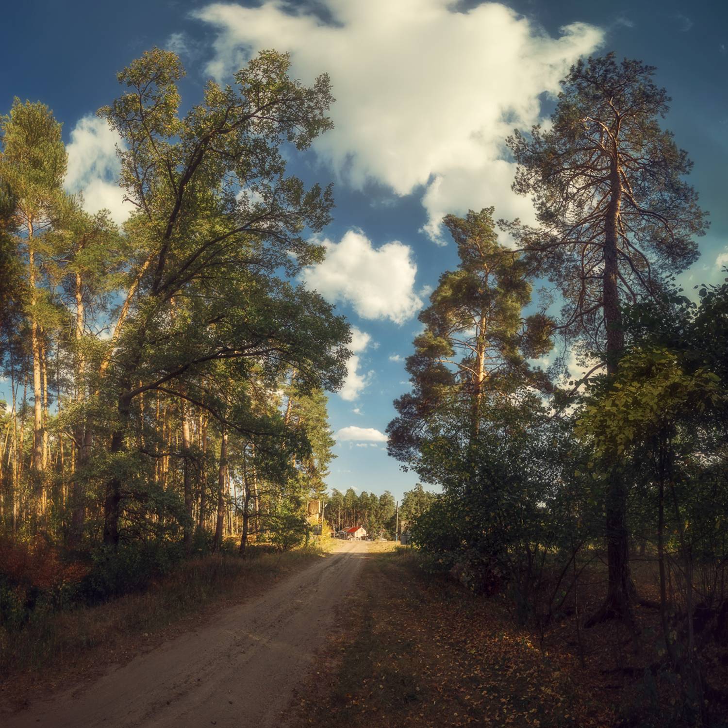 лес, дорога, Андрей Кровлин