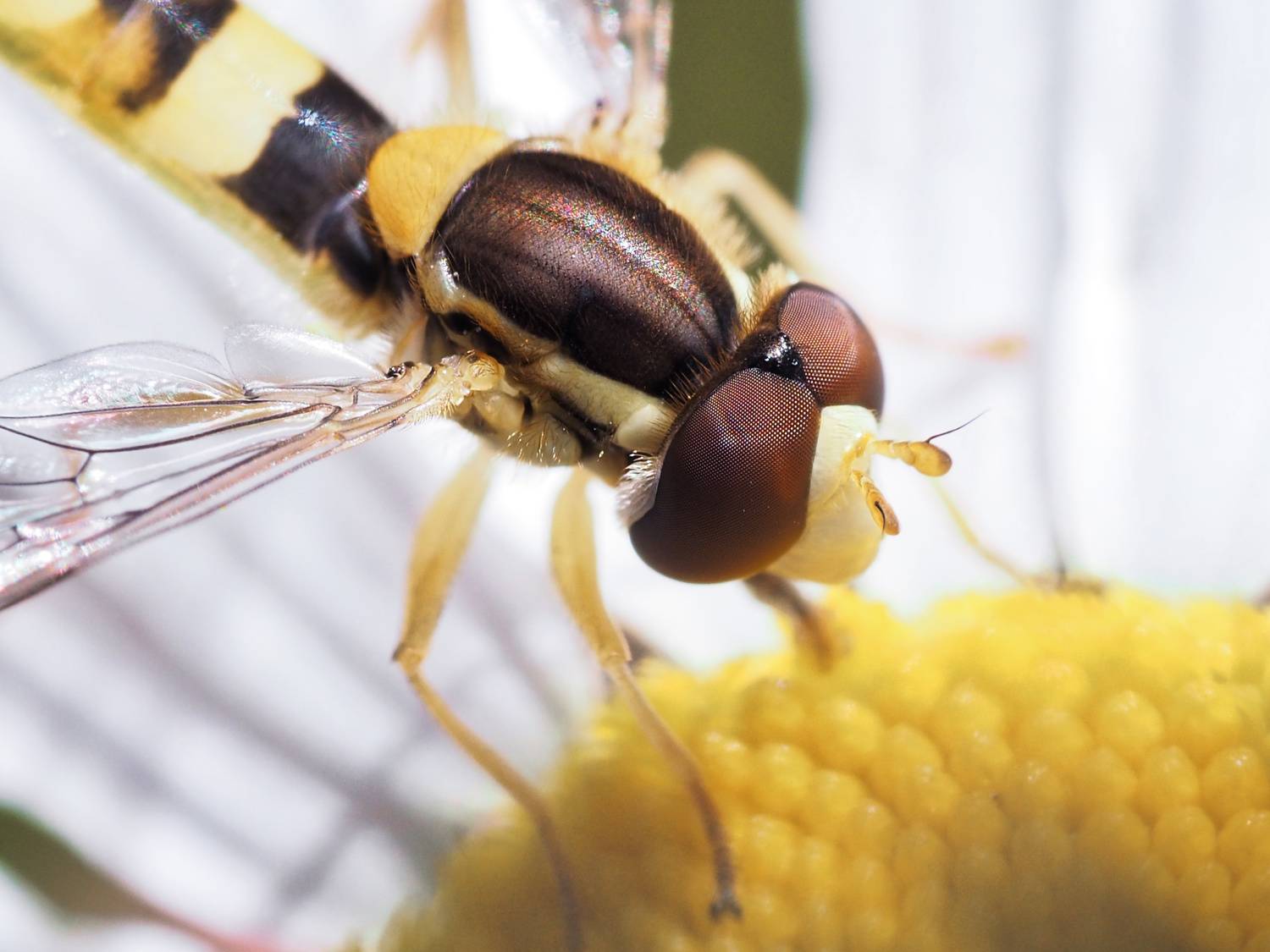 макро, насекомые, журчалка, муха, macro, insect, fly, Протченко Ирина