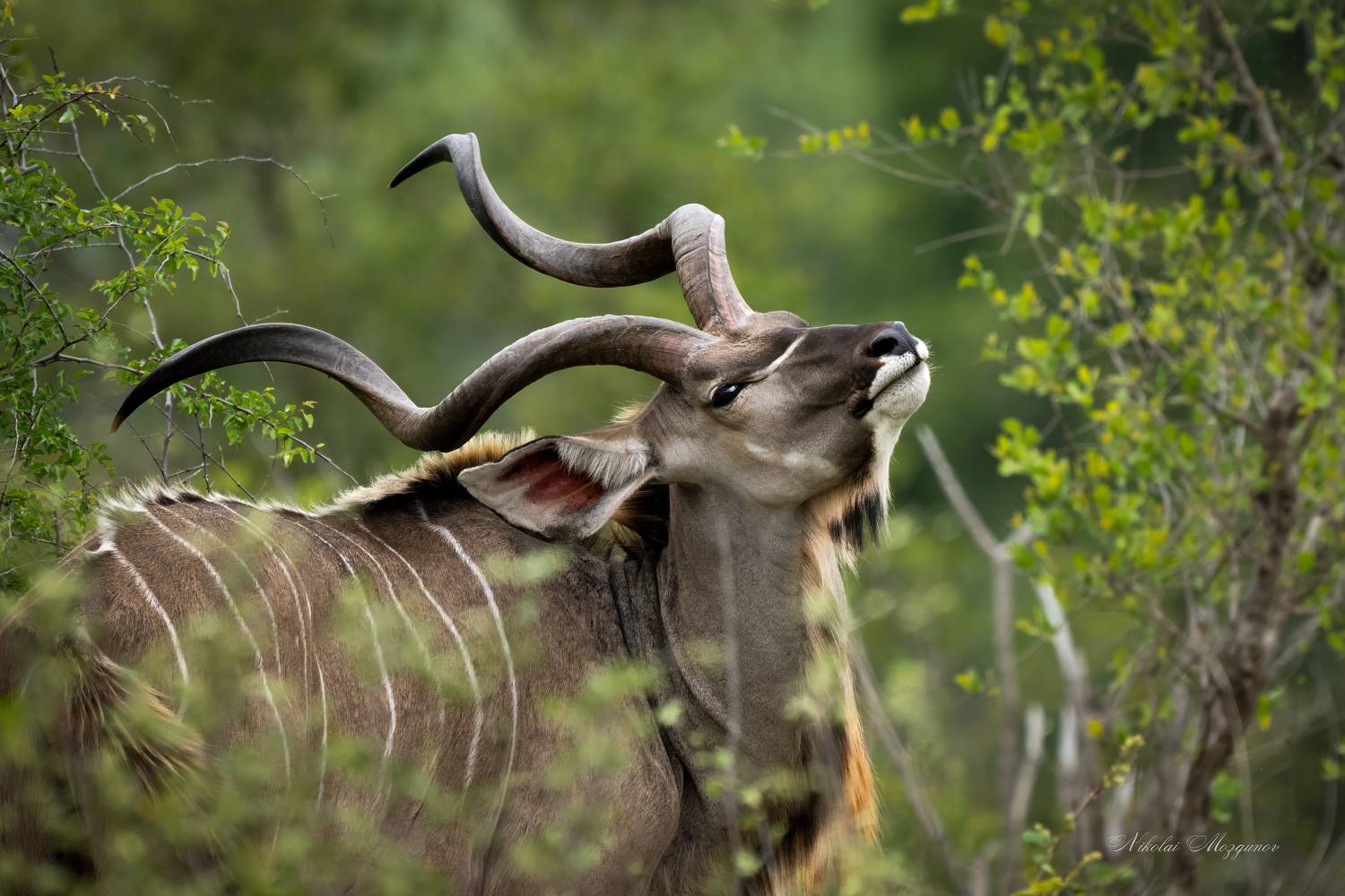 , Николай Мозгунов