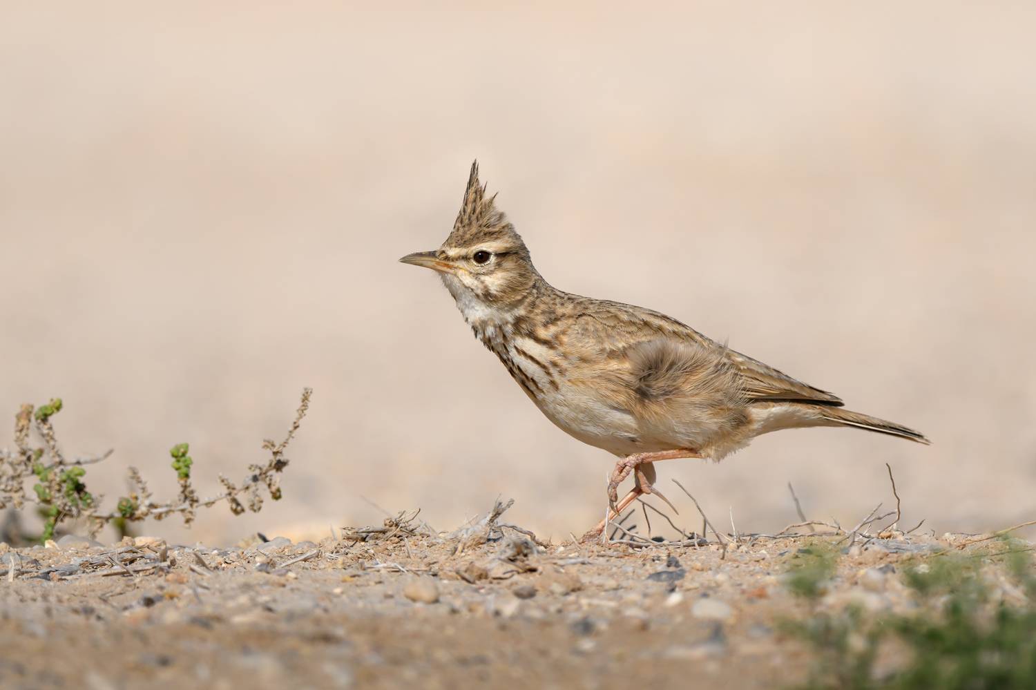 птица, фотоохота, жаворонок, природа, фауна, Vladimir Kulikov