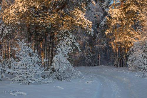В утренних лучах.