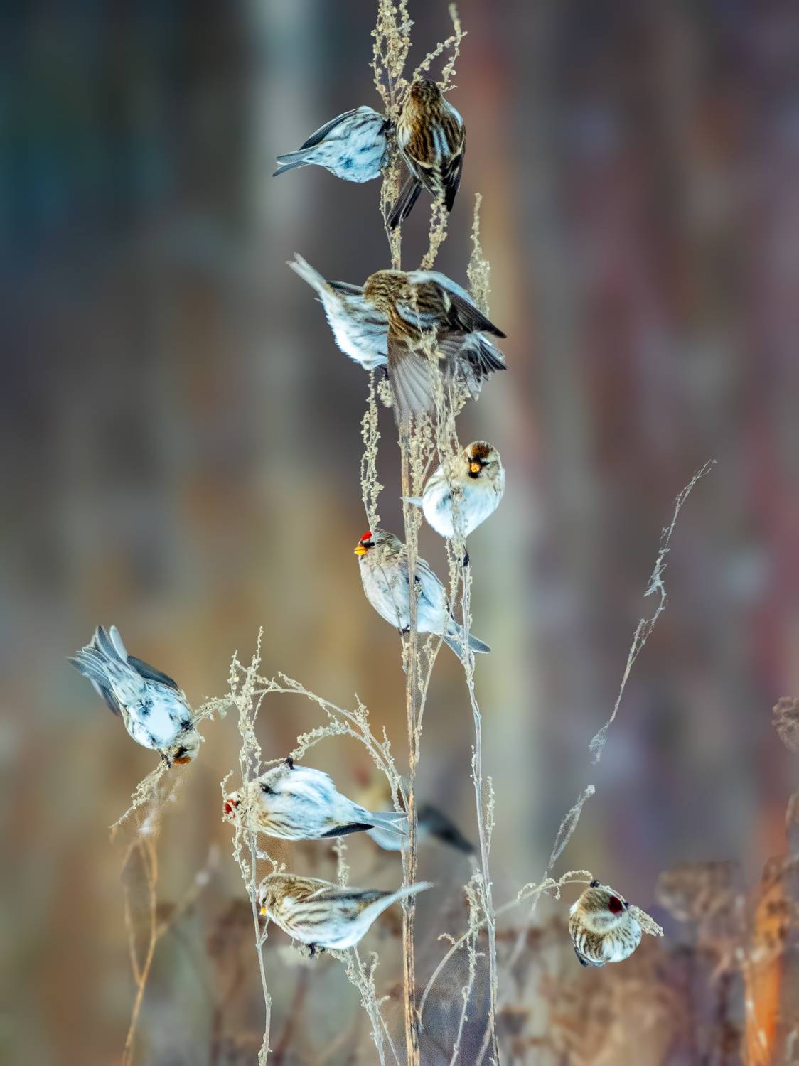 , Галина Горяинова